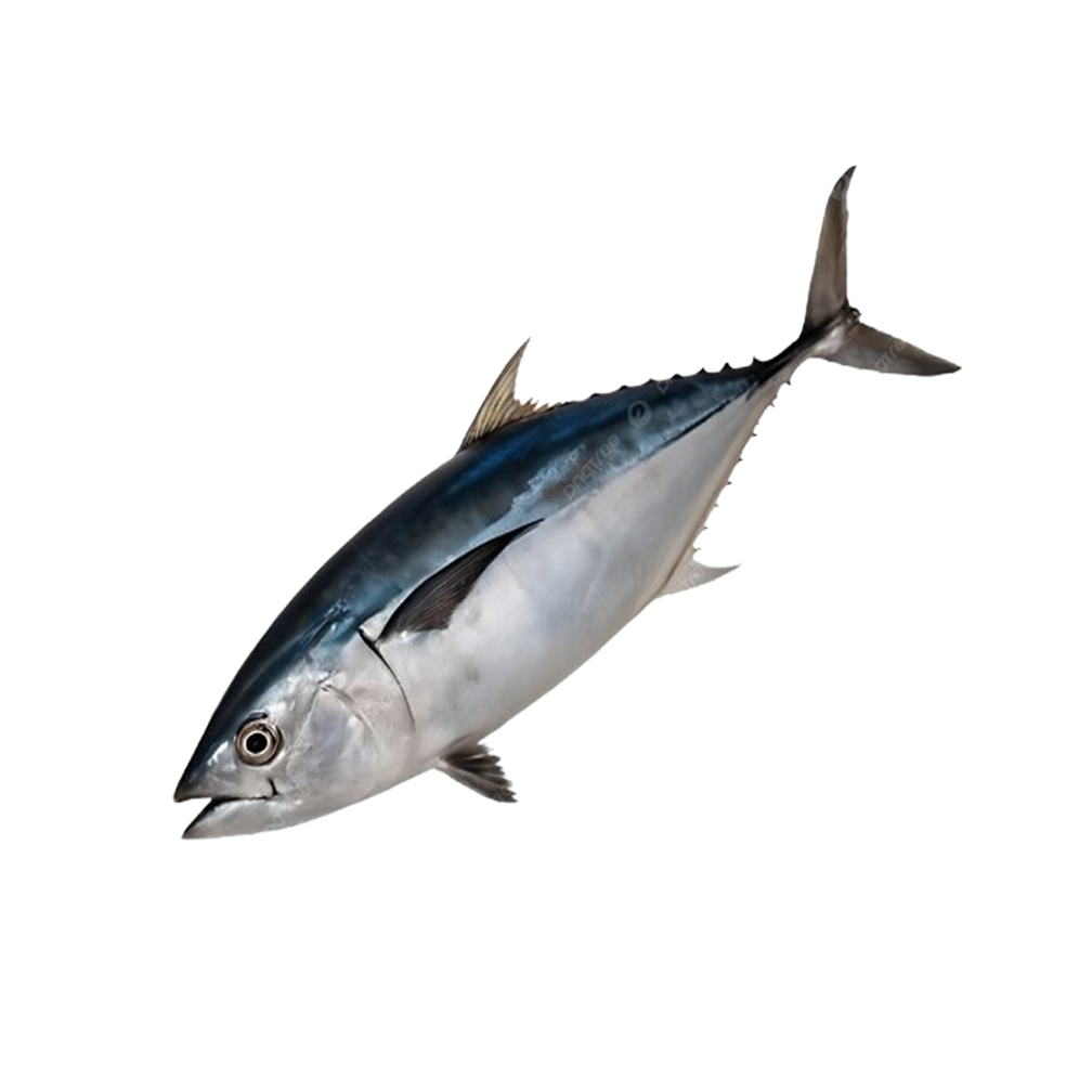 Tuna Fish