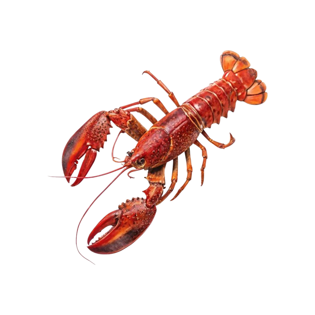 Shrimp