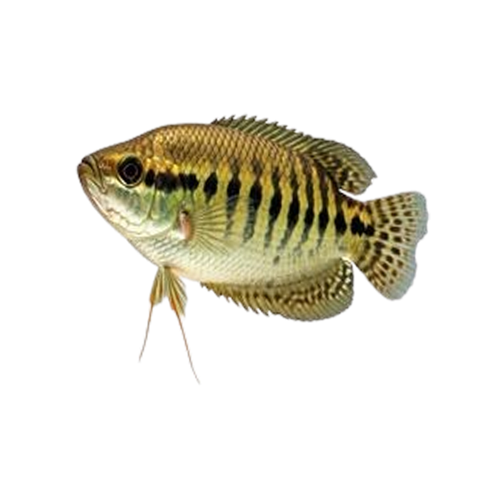 Gourami